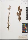 Foto von Salix cinerea L.